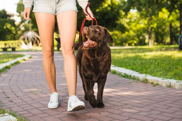 Doenças articulares em cães