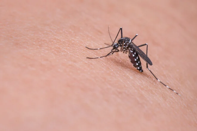 Nova vacina da dengue: veja quem pode tomar e onde encontrar